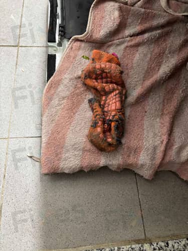 相關相片