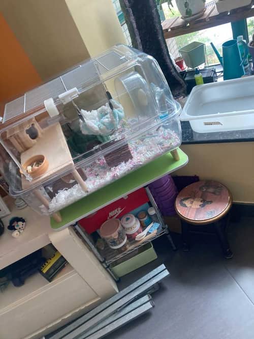 這部西門子WD系列洗衣機被逃脫小倉鼠斷電🐹師傅如何快速恢復運轉