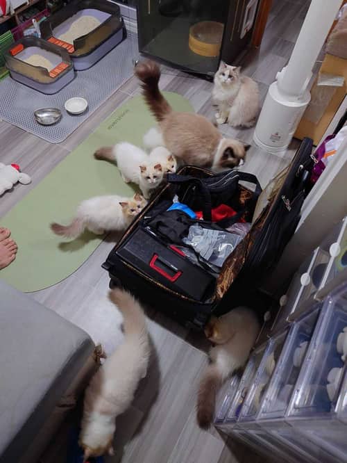 家中小貓竟成排水失靈主因？這部Toshiba AWF系列洗衣機背後的安裝學問🧐