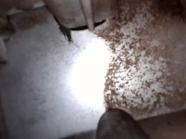 內窺鏡下的污垢現形🦠，清洗專員現場恢復這部Zanussi前置式洗衣機清新