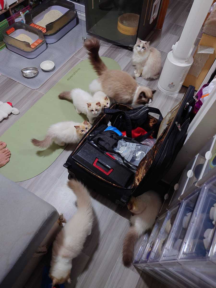 家中小貓竟成排水失靈主因？這部Toshiba AWF系列洗衣機背後的安裝學問🧐